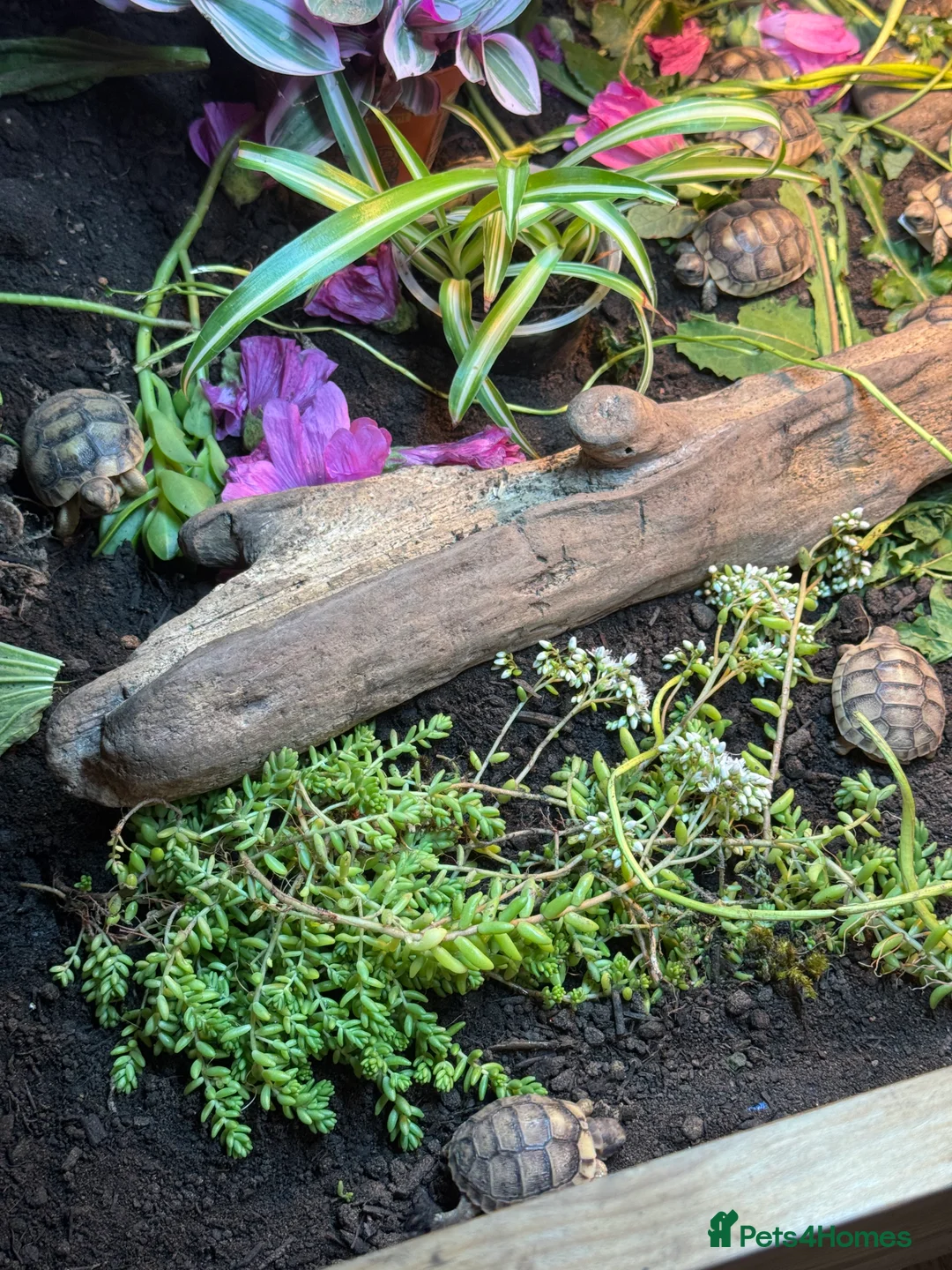 Tortoise reptiles for sale: 2025 Marginated tortoise hatchlings for sale  - Advert 5