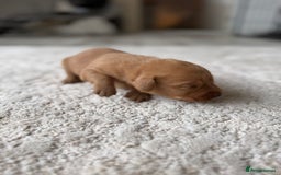 Labrador Retriever dogs for sale: Fox Red Labradors - Image 18