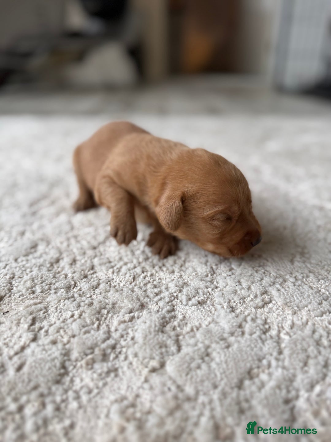 Labrador Retriever dogs for sale: Fox Red Labradors - Image 18