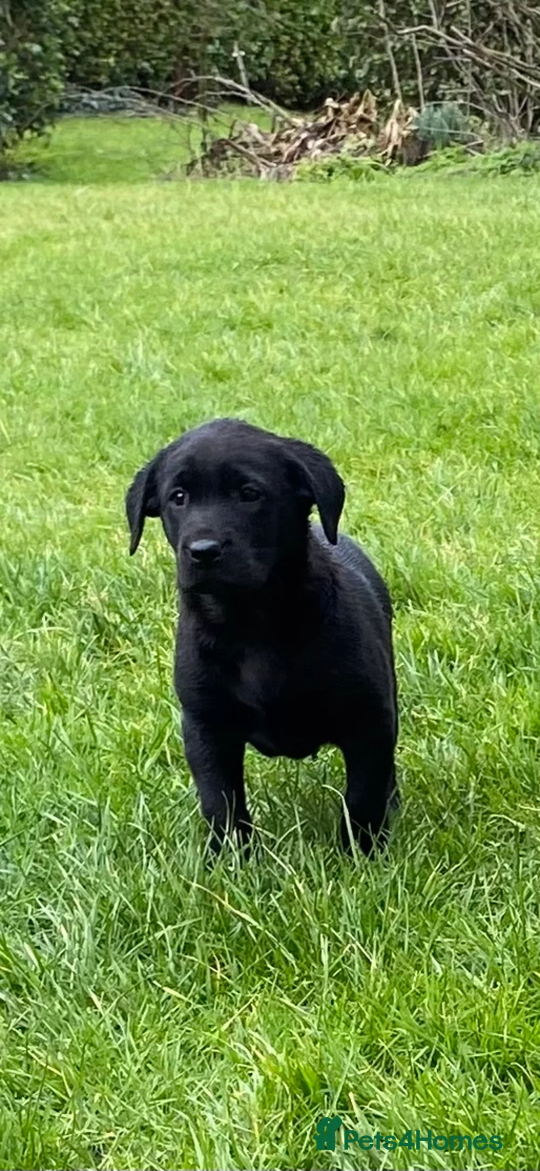 Labrador Retriever dogs for sale: Beautiful KC Reg bitch puppies - Advert 6