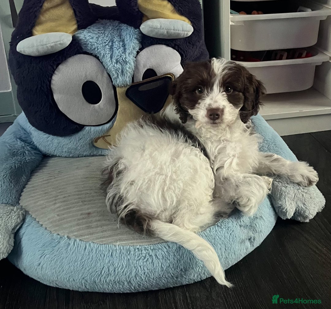 Cockapoo dogs for sale: 11 week old, Female Cockapoo puppy for rehoming - Advert 5