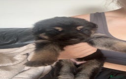 German Shepherd dogs for sale: German shepherd pups - Image 18