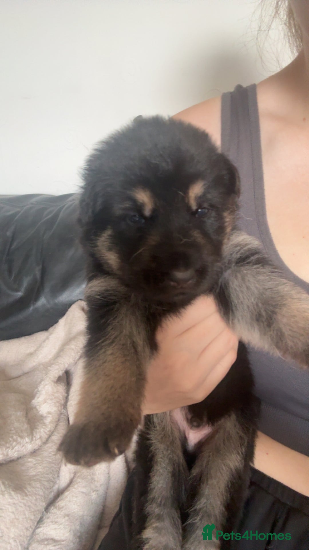 German Shepherd dogs for sale: German shepherd pups - Image 18