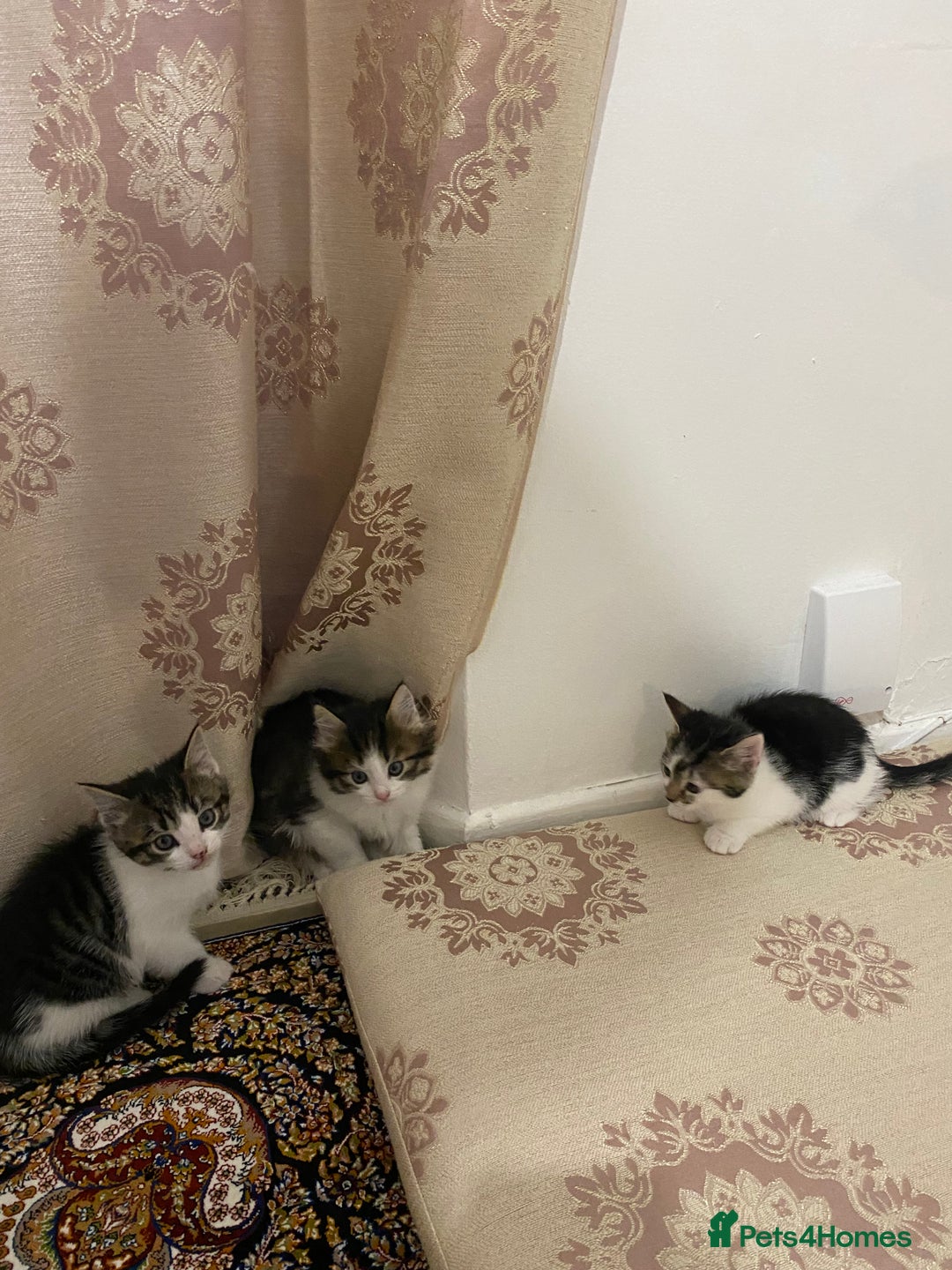 British Shorthair cats for sale: British shorthair  - Advert 8