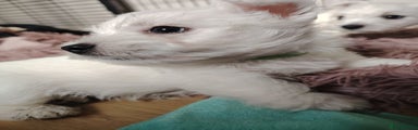 West Highland Terrier Puppy 3
