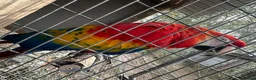 Macaws birds for sale: Scarlet Macaws Available - Advert 4