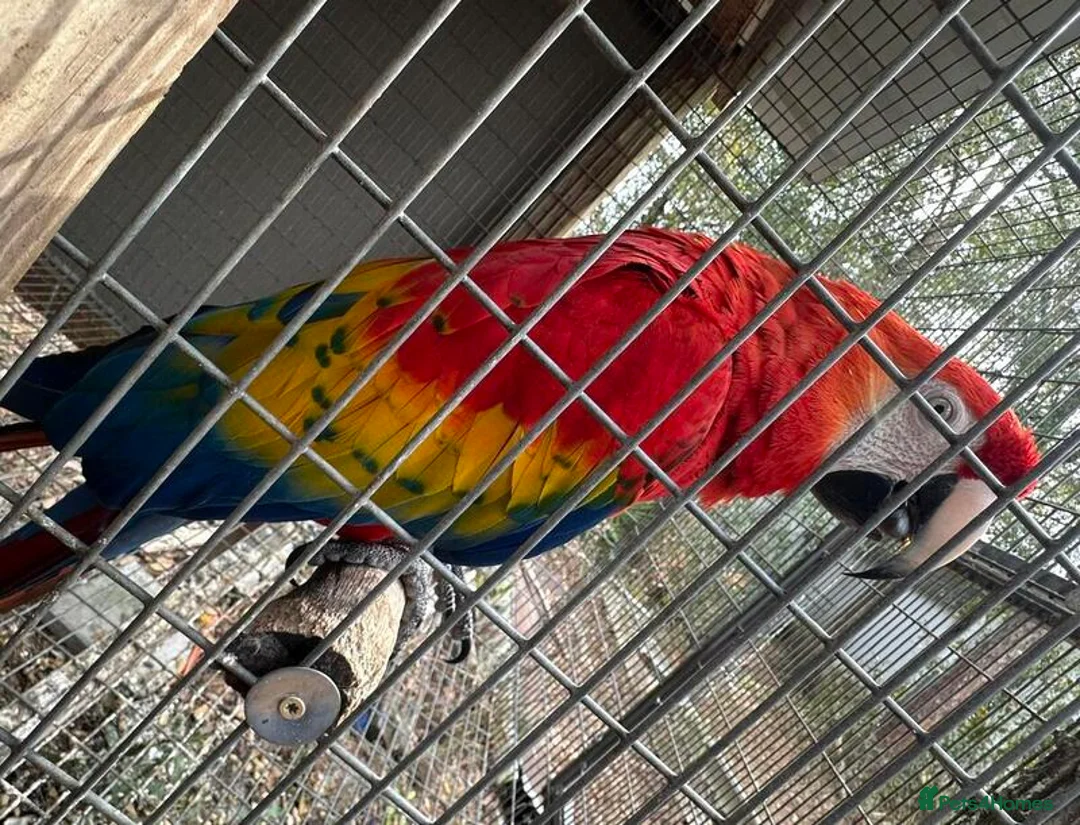 Macaws birds for sale: Scarlet Macaws Available - Advert 4