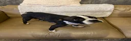 Mixed Breed dogs for sale: Adorable French bulldog cross Boston terrier in Ilkeston - Advert 1