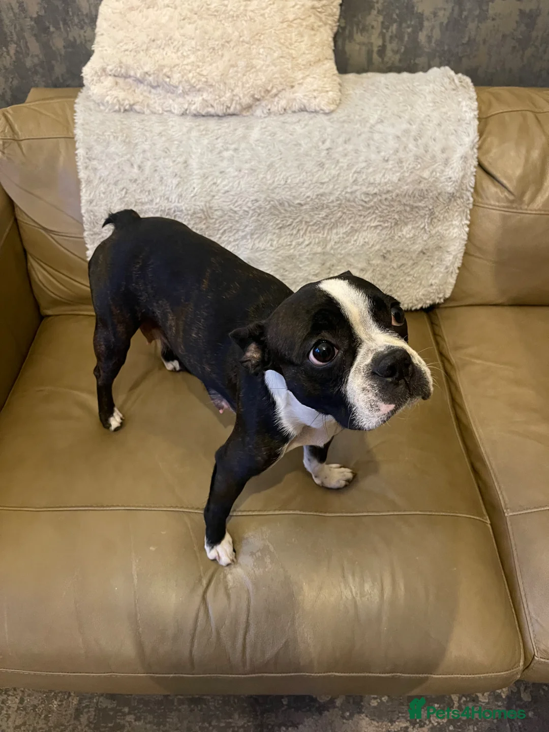 Mixed Breed dogs for sale: Adorable French bulldog cross Boston terrier in Ilkeston - Advert 1