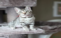 Bengal cats for sale: Bengal Kitten 2 - Outstanding Silver Rosetted Tica Bengal Kittens  - Image 18