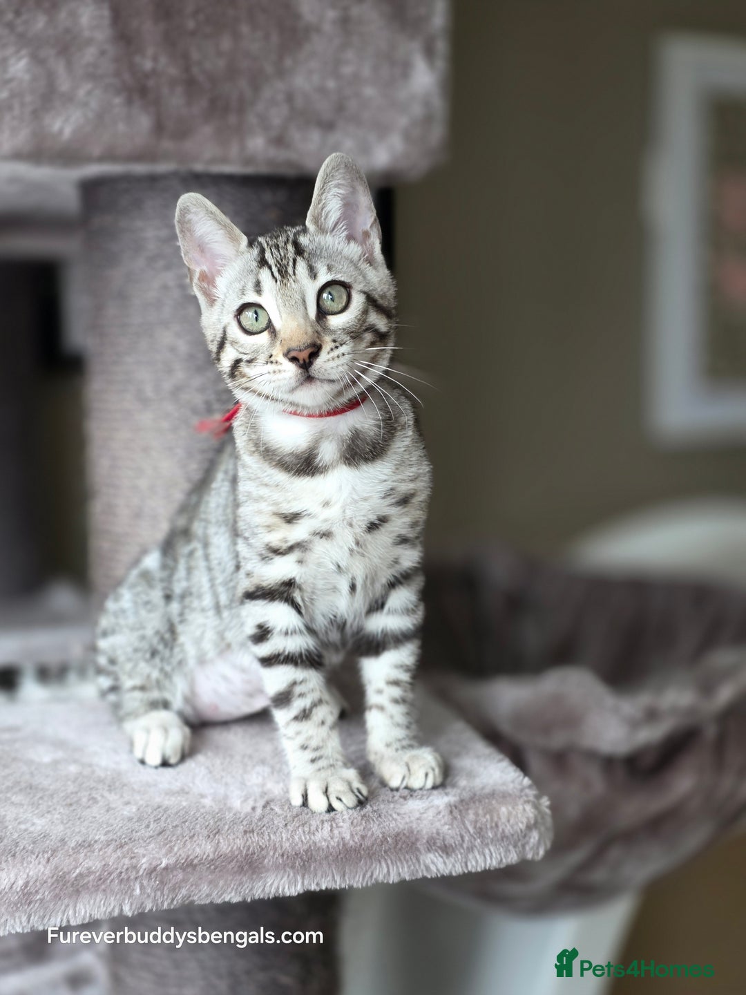 Bengal cats for sale: Bengal Kitten 2 - Outstanding Silver Rosetted Tica Bengal Kittens  - Image 18