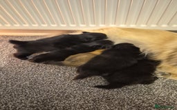 Pomeranian dogs for sale: POMERANIAN PUPPIES FOR SALE. BEAUTIFUL! - Advert 10