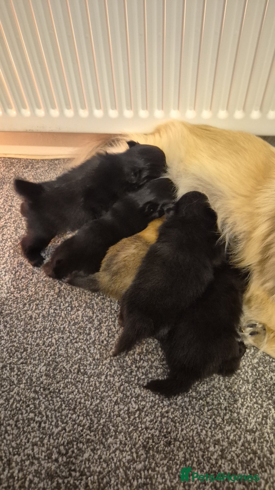 Pomeranian dogs for sale: POMERANIAN PUPPIES FOR SALE. BEAUTIFUL! - Advert 10