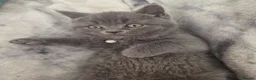 British Shorthair cats for sale: Blue British Shorthair  - Advert 5