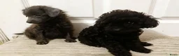 Toy Poodle dogs for sale: 🩶2 Grey/Blue Rare boys🏡1 girl🩷 - Advert 5