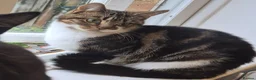 British Longhair cats for sale: 5 gorgeous kittens - Advert 2