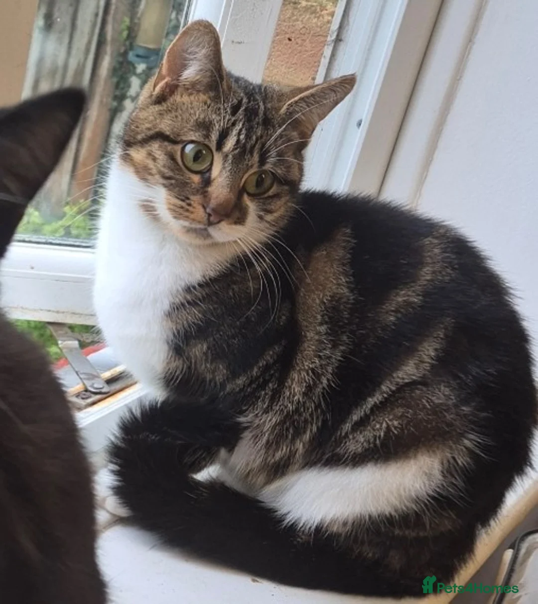 British Longhair cats for sale: 5 gorgeous kittens - Advert 2