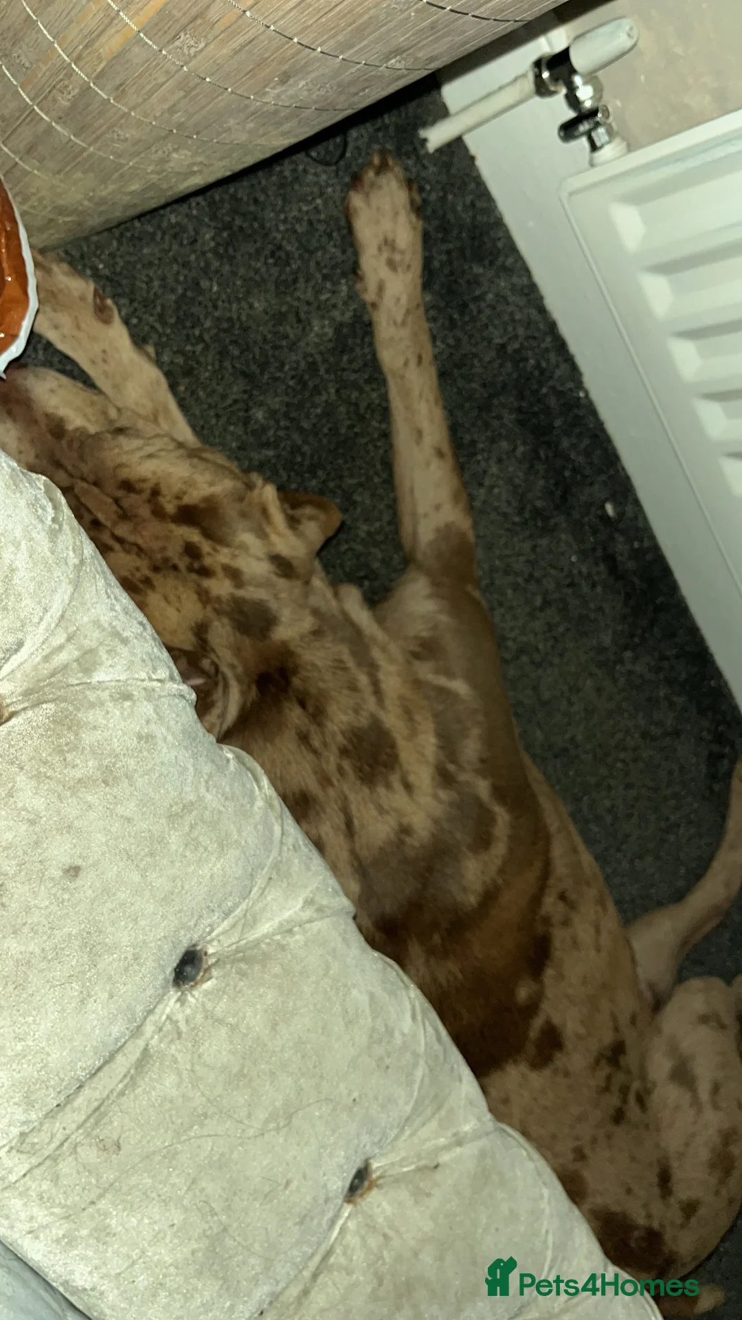 Mixed Breed dogs for stud: Cross breed sharpei x canary pressa for stud   - Advert 2