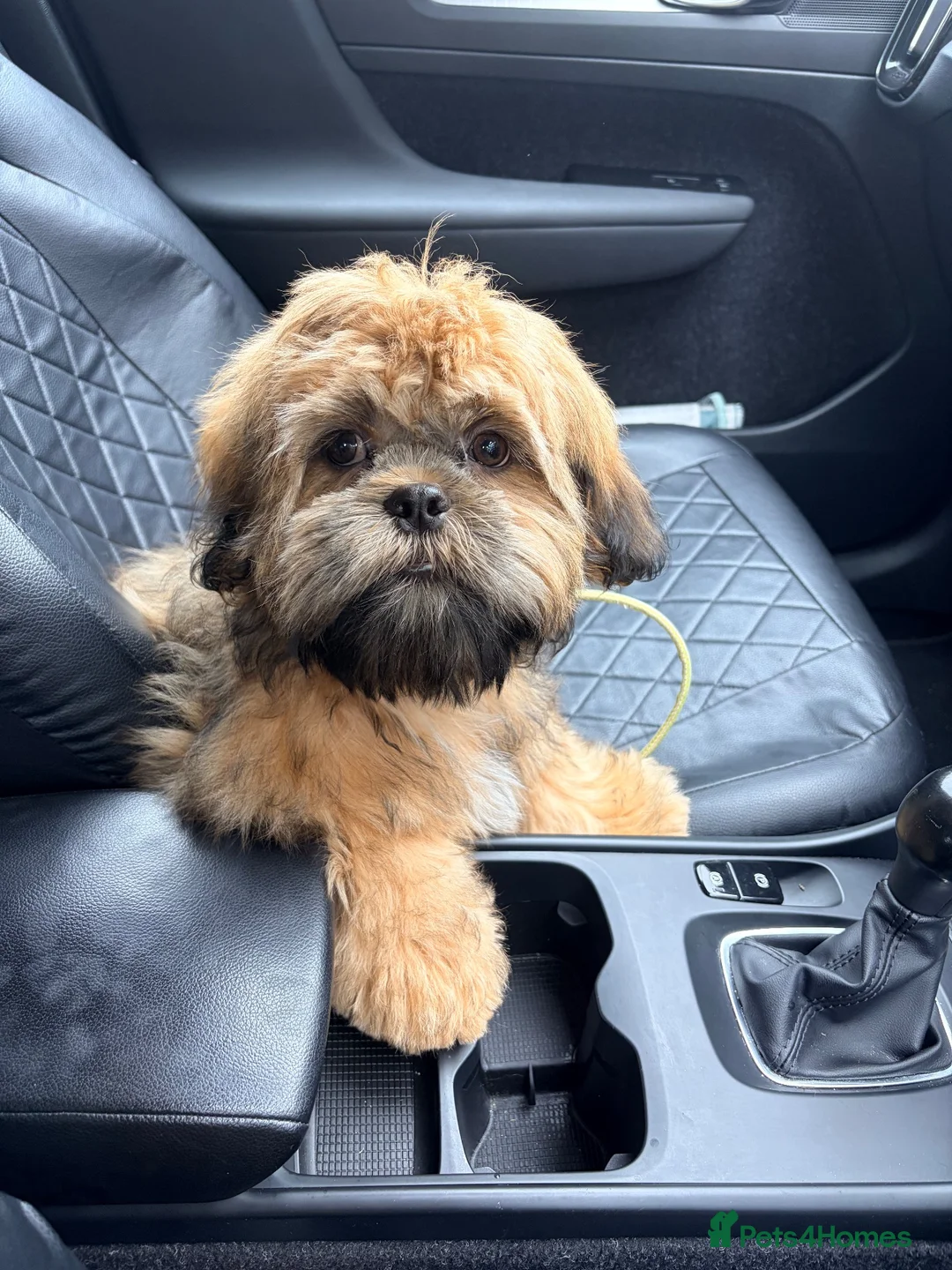 Shih Tzu dogs for sale: 7 month old male Shih Tzu in Preston - Advert 2