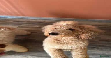 Cockapoo dogs - Advert 11