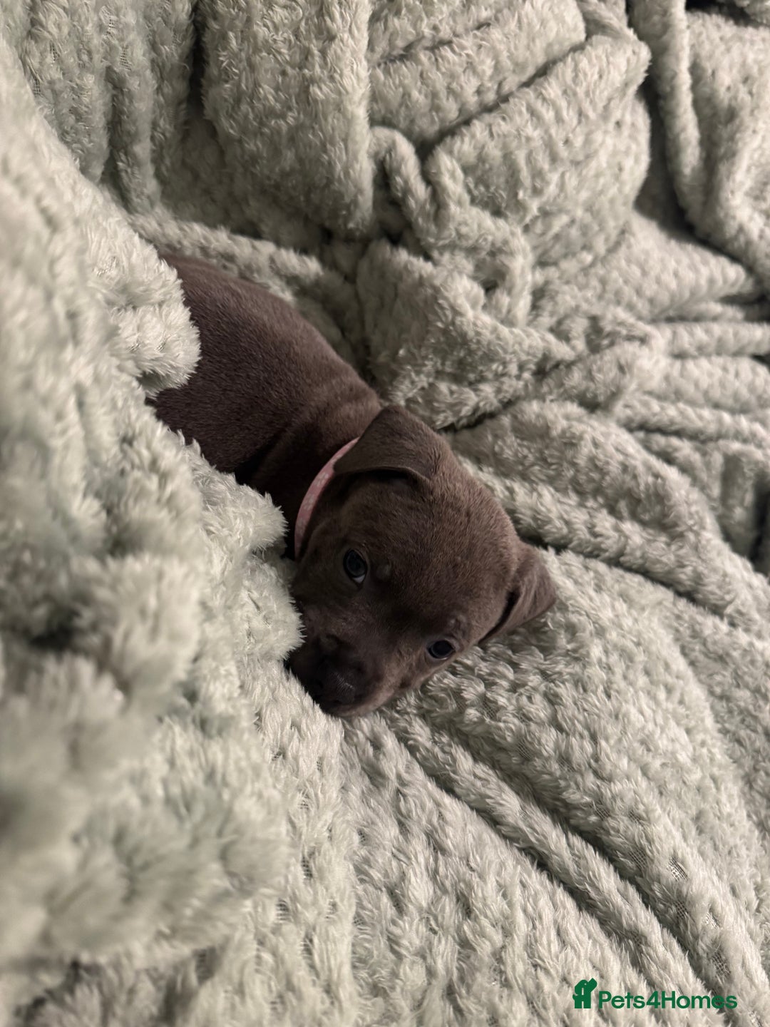 Staffordshire Bull Terrier dogs for sale: Stunning KC Blue Staffordshire Bull Terrier Pups - Image 12