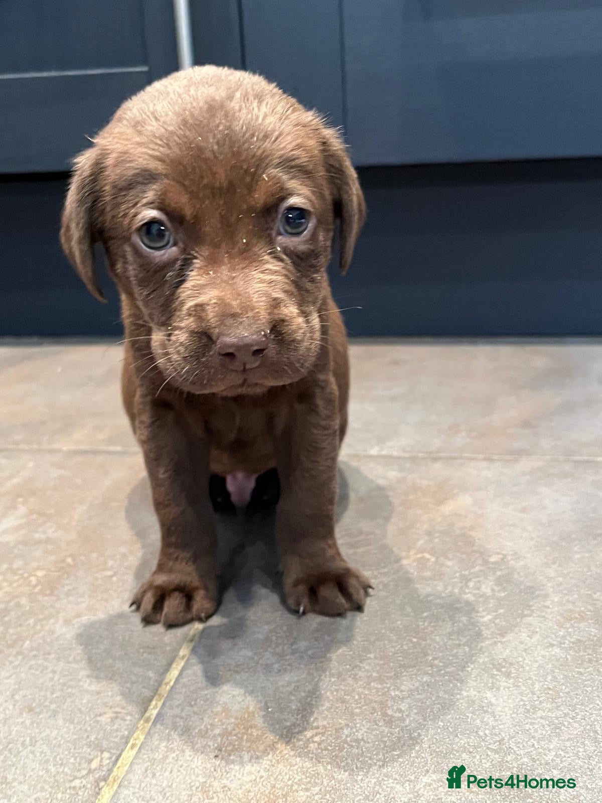 Labrador Retriever dogs Chocolate Labrador Puppies Boys only - Advert 6