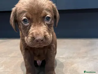 Labrador Retriever dogs Chocolate Labrador Puppies Boys only - Advert 6