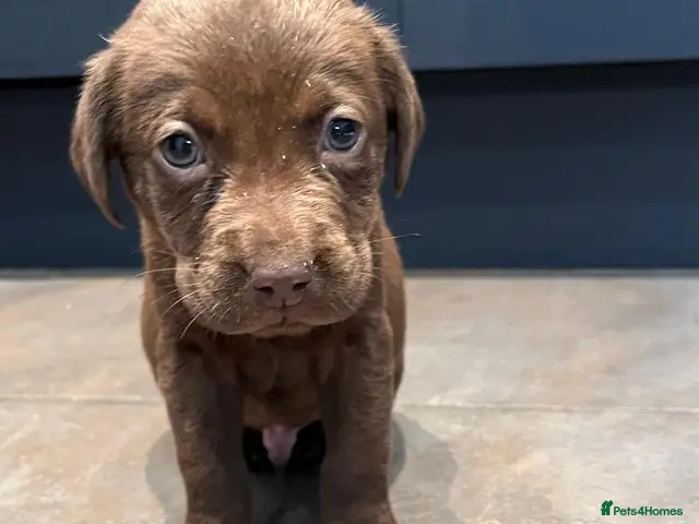 Labrador Retriever dogs Chocolate Labrador Puppies Boys only - Advert 2