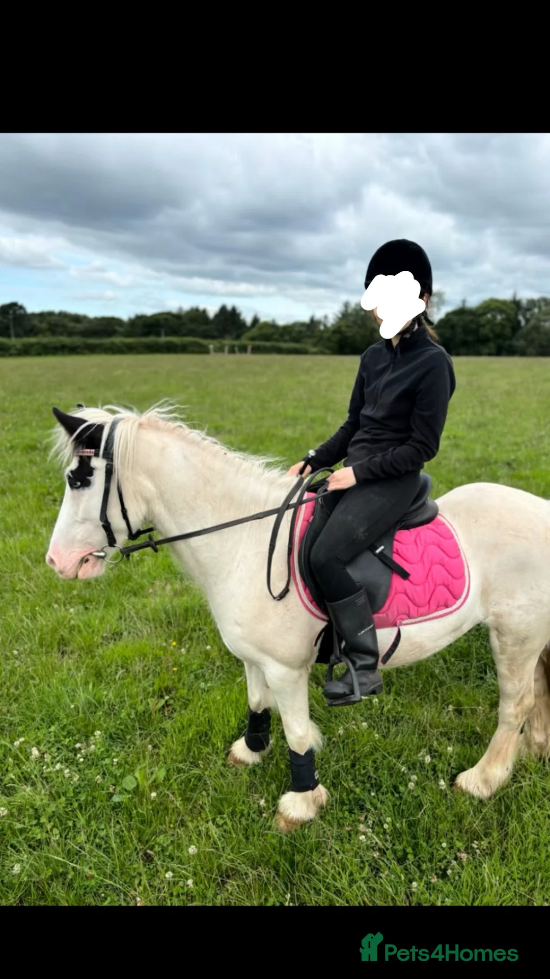 Irish Cob horses for sale: Prince 13,2hh 6year old cob gelding  - Advert 3