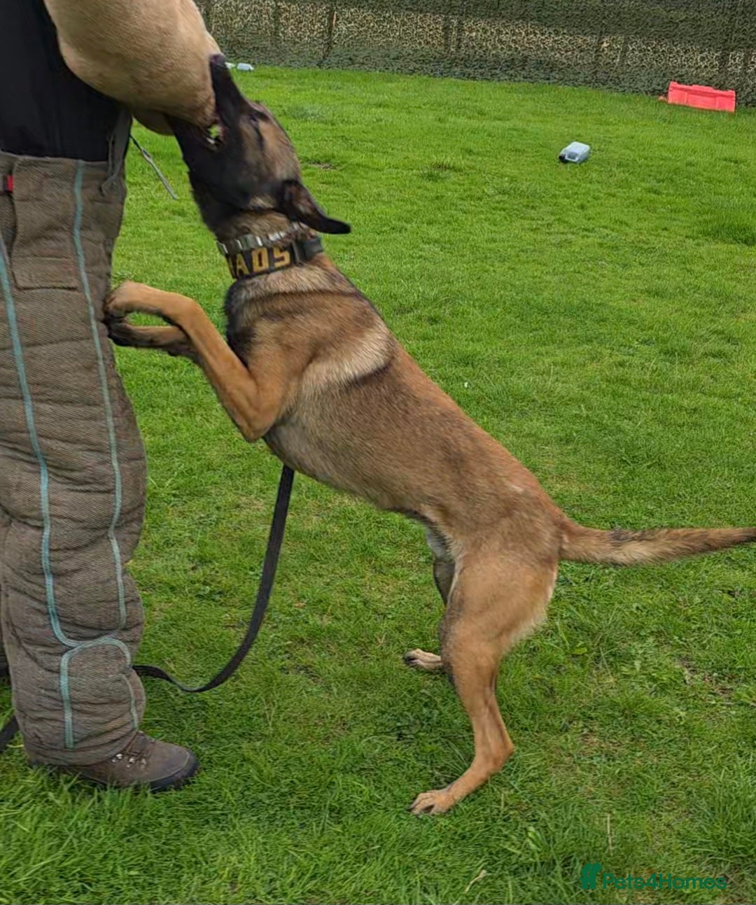 Belgian Shepherd Dog dogs for stud: 🔥🔥The infamous LampaK9 KHAOS 🔥🔥 - Advert 6