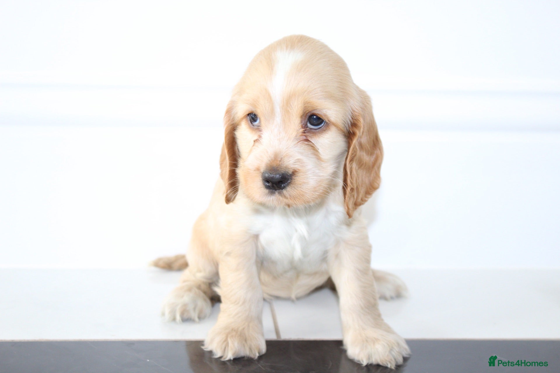 Cocker Spaniel dogs Beautiful KC Registered Show-Type Puppies - Advert 10