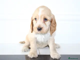Cocker Spaniel dogs Beautiful KC Registered Show-Type Puppies - Advert 10