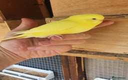 Budgerigars birds for sale: 2 rainbow Baby budgies  - Image 1