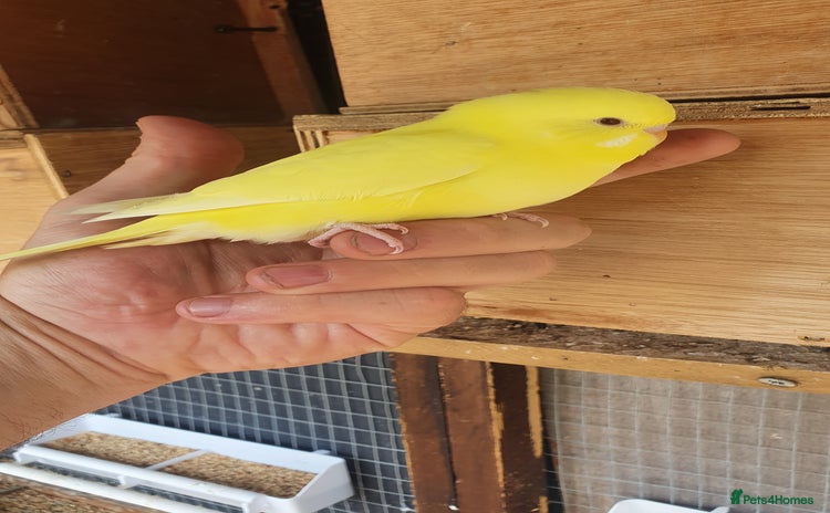 Budgerigars birds - Advert 17