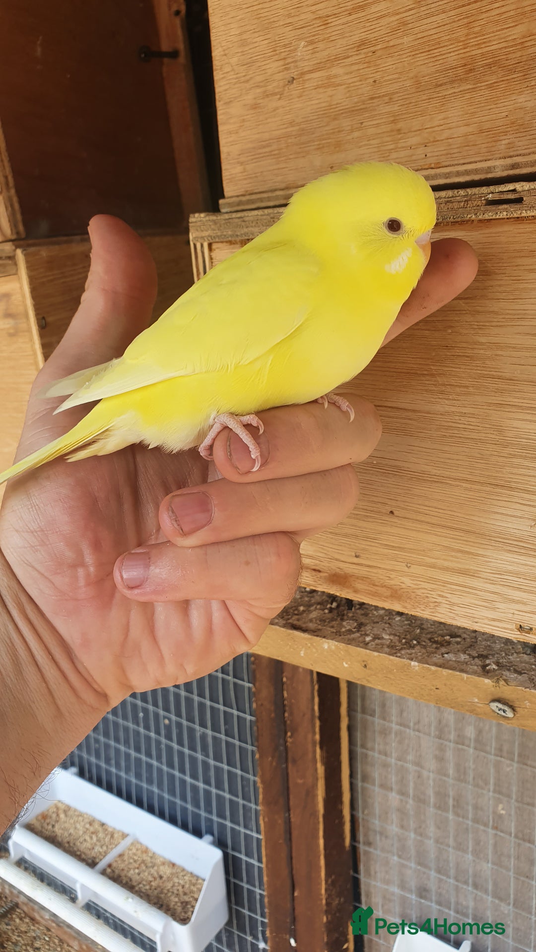 Budgerigars birds for sale: 2 rainbow Baby budgies  - Image 1