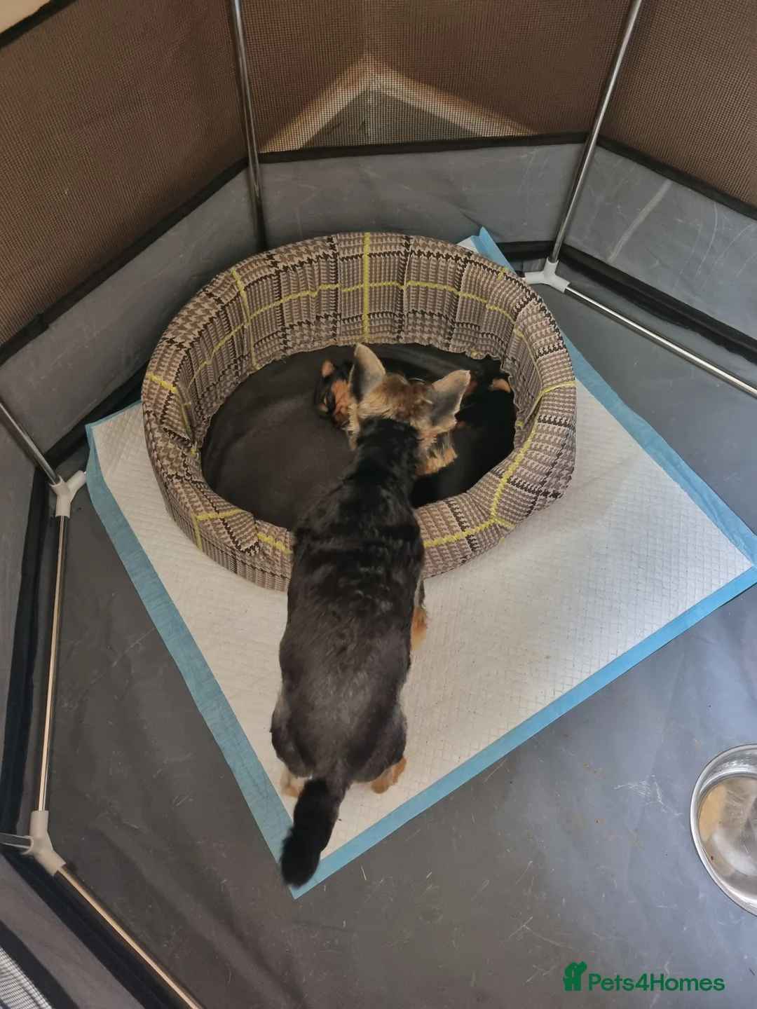 Yorkshire Terrier dogs for stud: Stunning Marco Black Tiger aka Paco - Advert 8