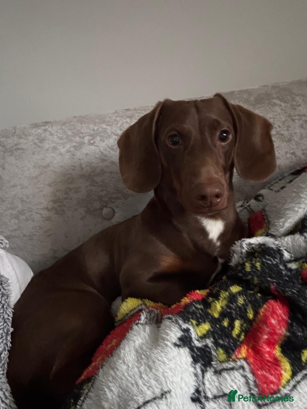 Dachshund dogs Arlo the Dachshund  - Advert 1