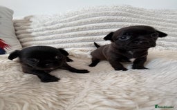 Chihuahua dogs for sale: Absolutely Stunning Little Chihuahua Puppies - Image 2