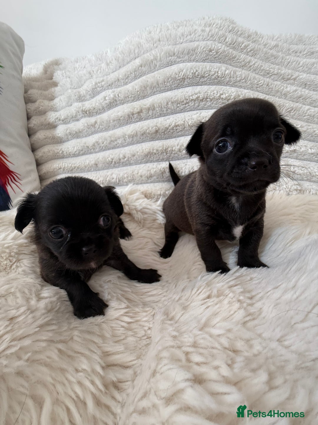 Chihuahua dogs for sale: Absolutely Stunning Little Chihuahua Puppies - Image 2