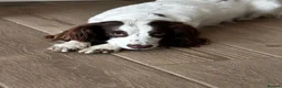 Sproodle dogs for sale: ✨RARE TRICOLOUR TUXEDO MERLE SPROODLES🐾❤️✨ TESTED - Advert 3