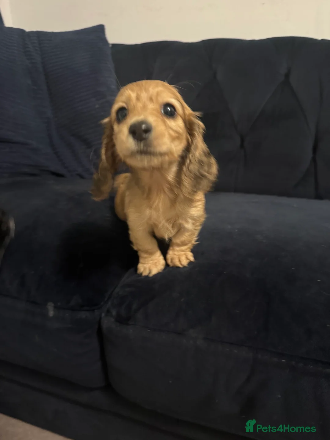 Miniature Dachshund dogs for sale: KC MINIATURE LONG HAIR PUPPYS, CREAM/BLACK & CREAM - Advert 2