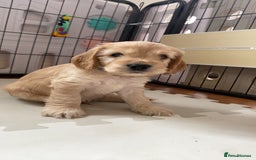 Cockapoo dogs for sale: Beautiful cockapoo pups - Image 12