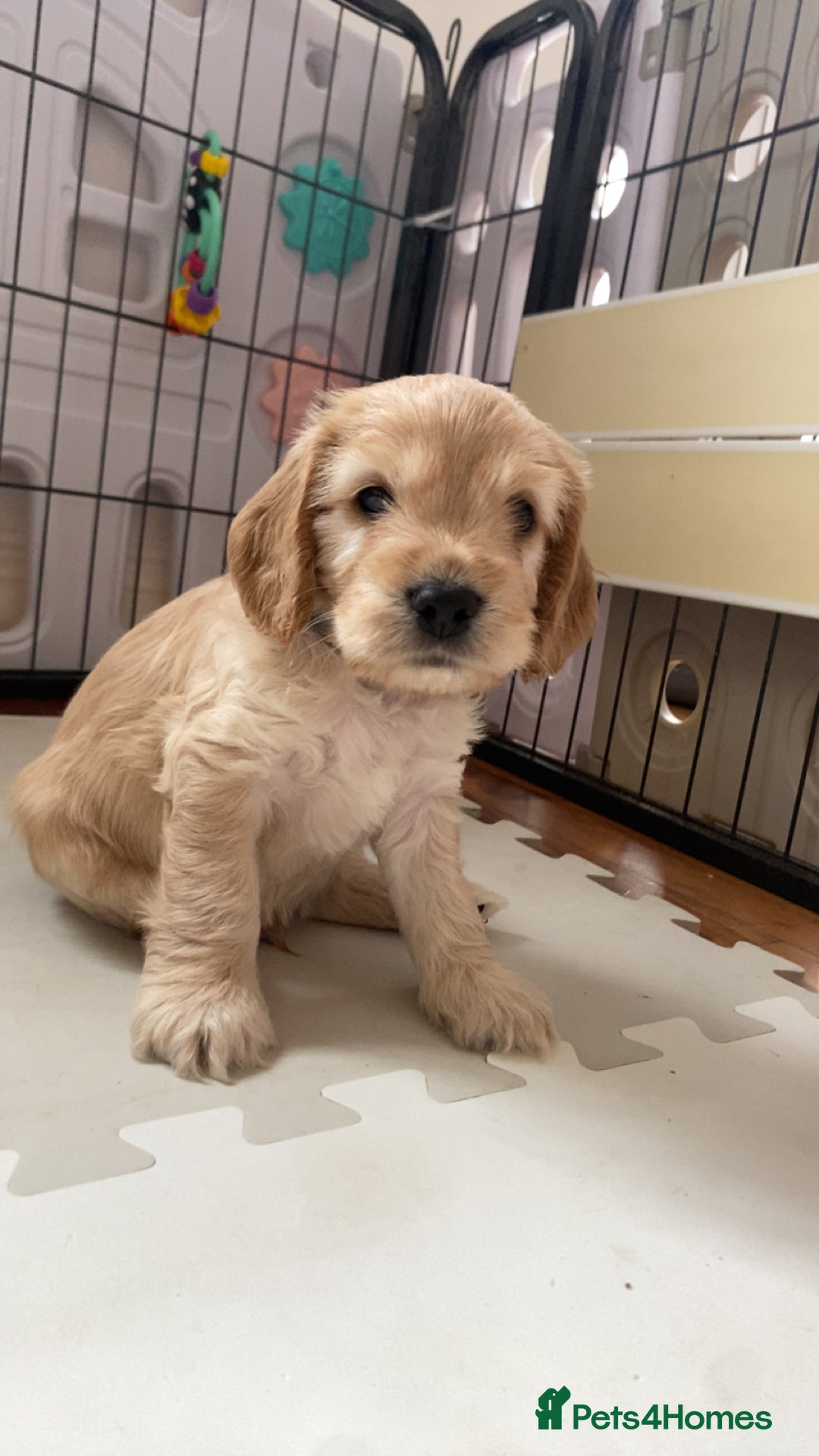 Cockapoo dogs for sale: Beautiful cockapoo pups - Image 12
