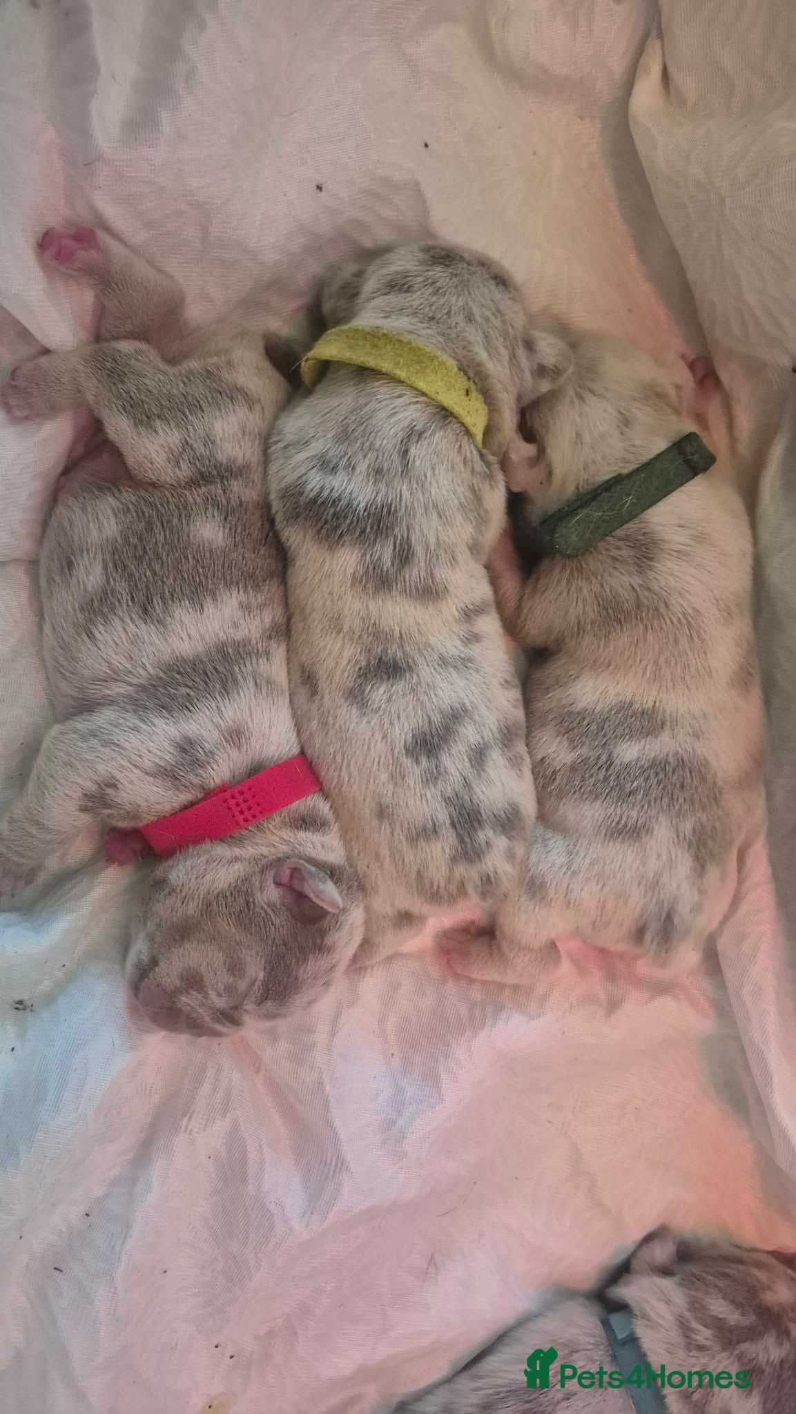 French Bulldog dogs Merle french bulldogs  - Advert 3