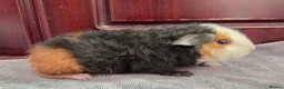 Guinea Pig rodents for sale: Teddy Baby Boar Guinea pigs - Advert 2