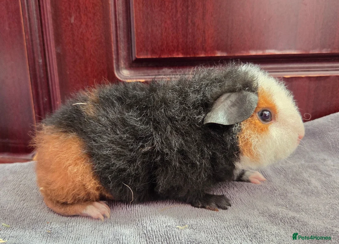Guinea Pig rodents for sale: Teddy Baby Boar Guinea pigs - Advert 2