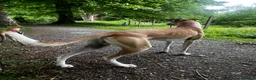Lurcher dogs for stud: Lurcher for stud - Advert 7