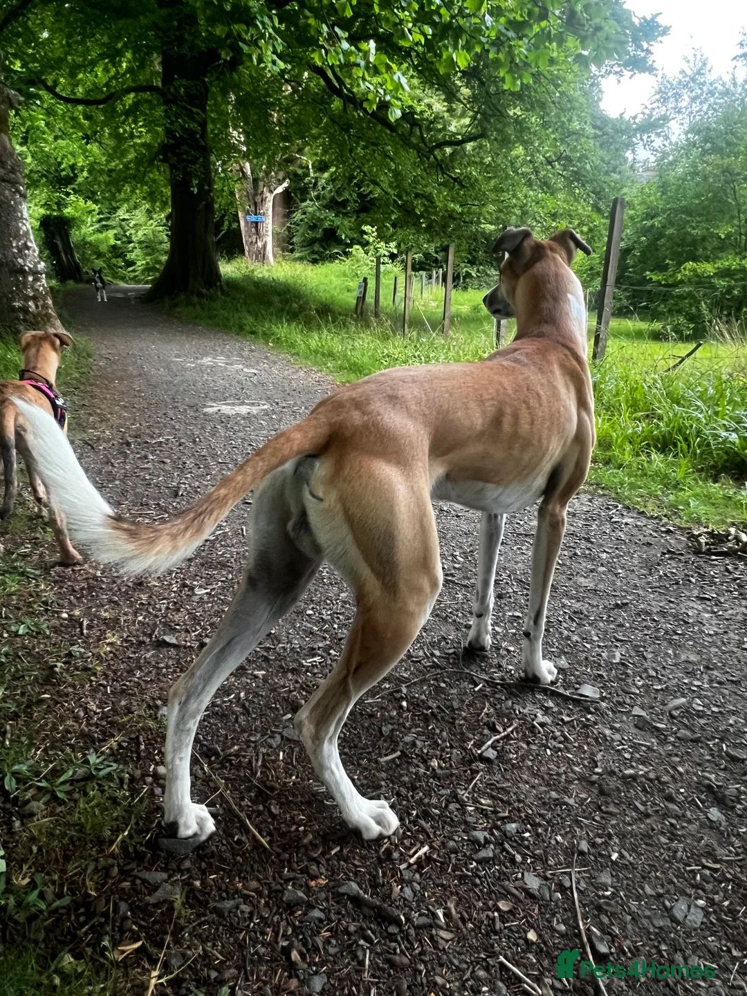 Lurcher dogs for stud: Lurcher for stud - Advert 7