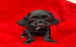 Cocker Spaniel dogs for sale: Working cocker spaniel puppies - Only 3x pups left - Image 33