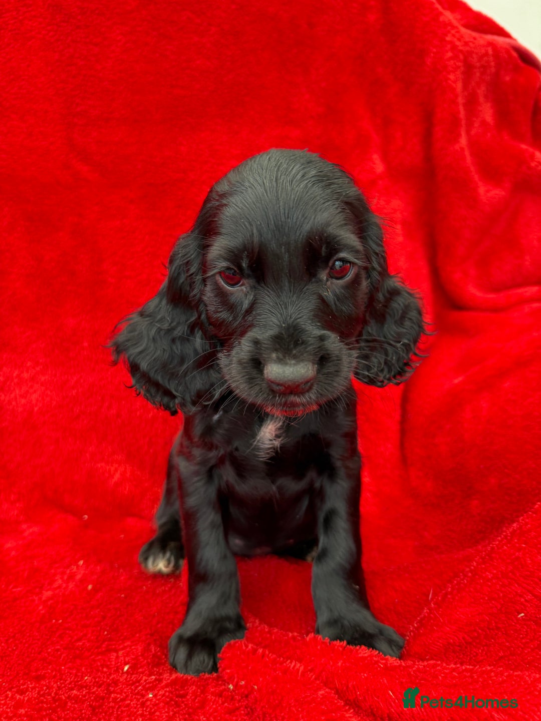 Cocker Spaniel dogs for sale: Working cocker spaniel puppies - Only 3x pups left - Image 33